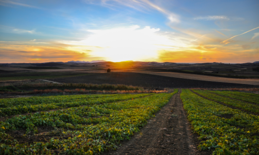 Sunlit Marsala vineyard in western Sicily, source of grapes for the island’s famous fortified wine